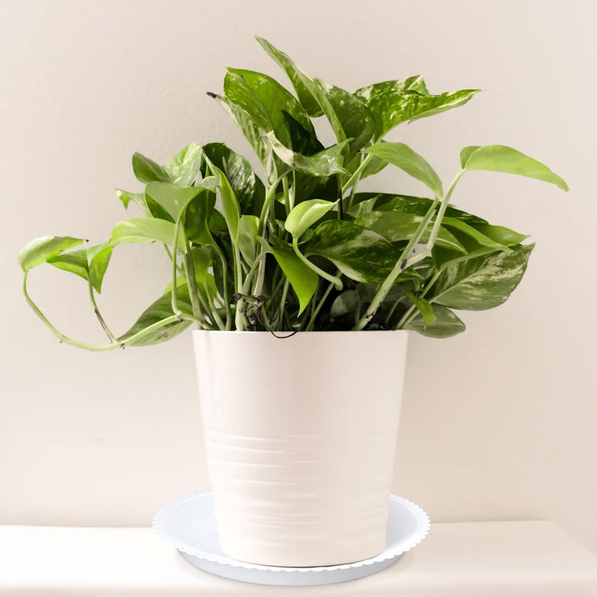 Drip Tray Saucer - 5Pcs Round White Plant Saucers 26x26x25cm